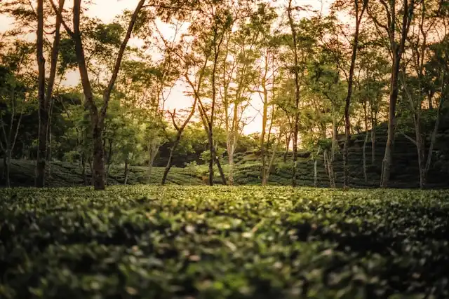 Assam Tea Gardens