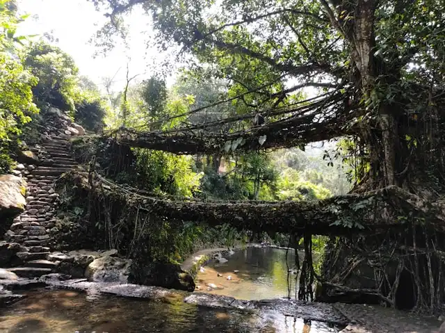 Living Root Bridges Trek