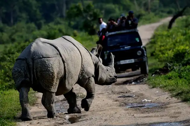 Pobitora Wildlife Sanctuary